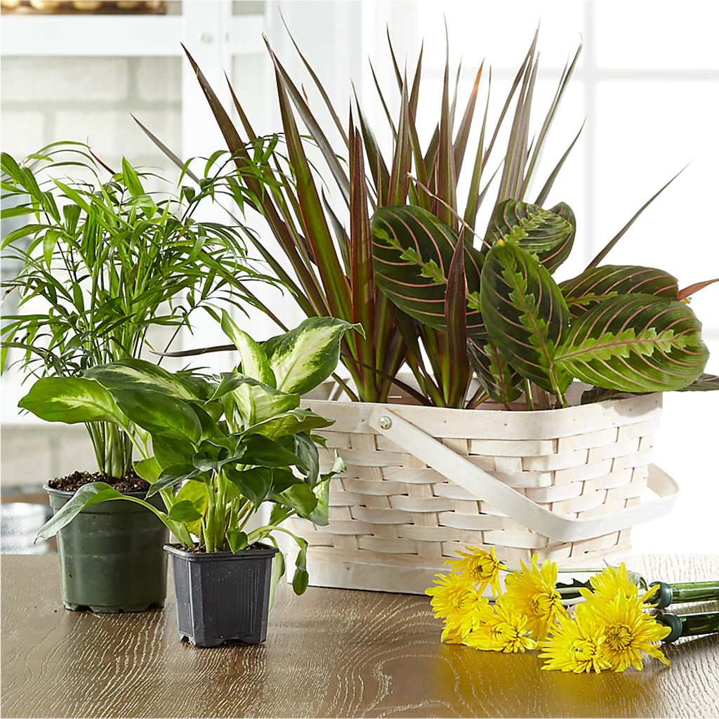 Florist Designed Blooming and Green Plants in a Basket – EDDY'S FLOWERS, Norwalk CA