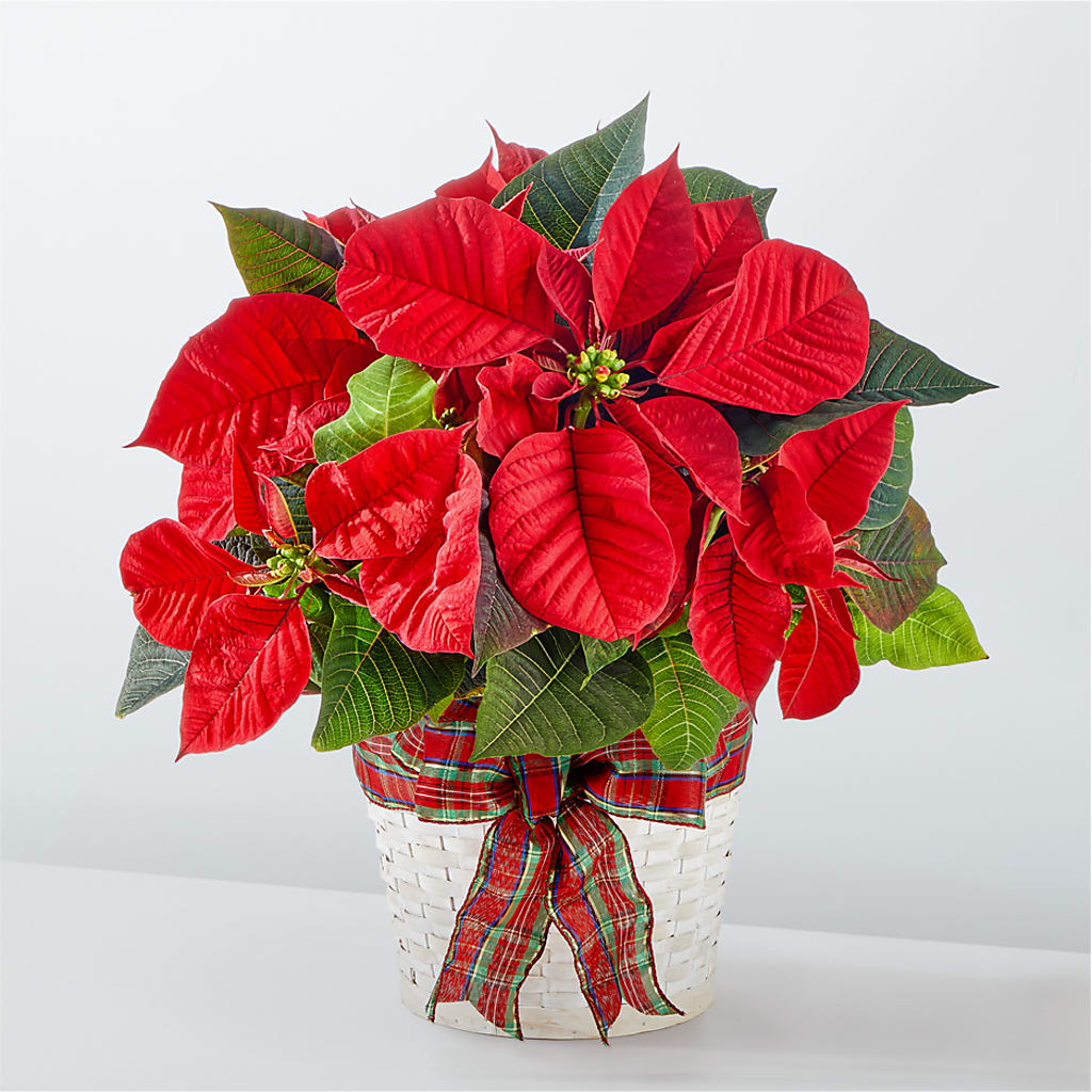 Happiest Holidays Poinsettia – EDDY'S FLOWERS, Norwalk CA