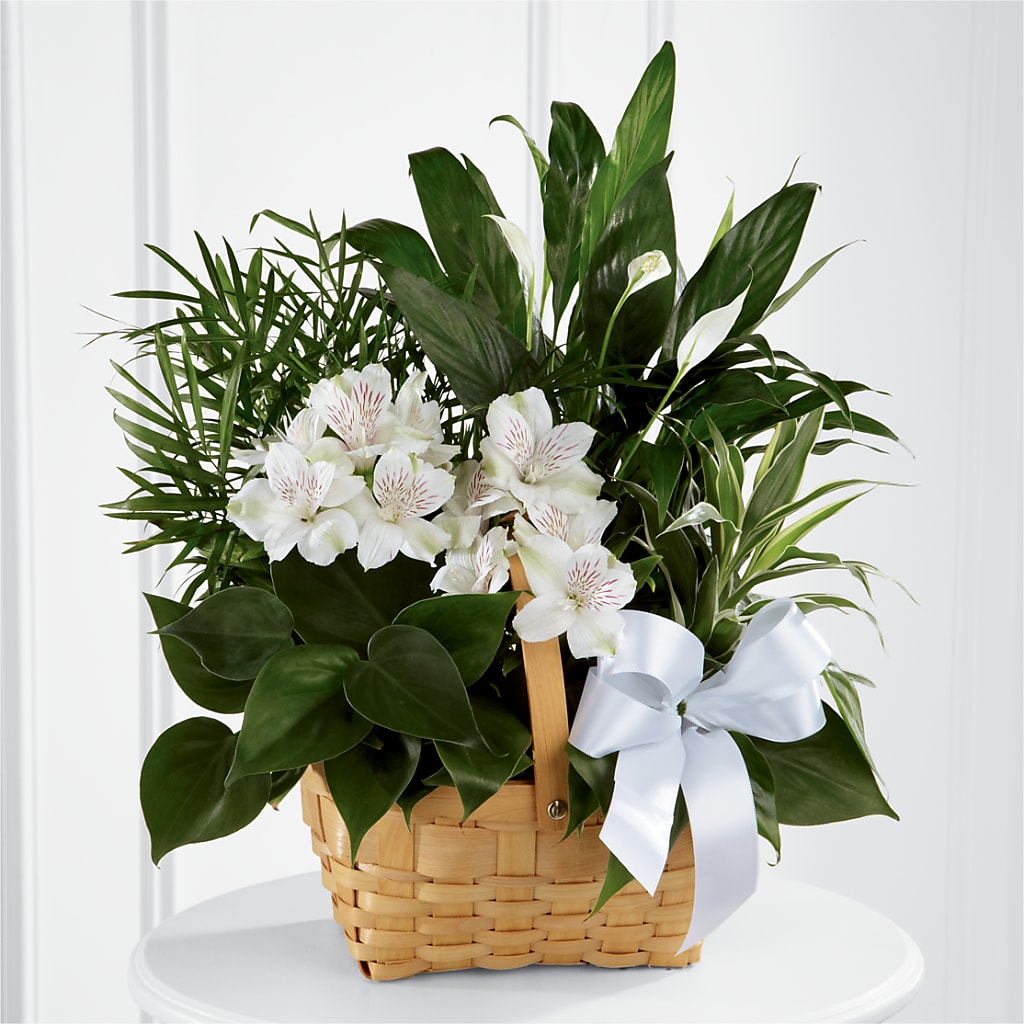 Peace & Serenity Dishgarden – EDDY'S FLOWERS, Norwalk CA