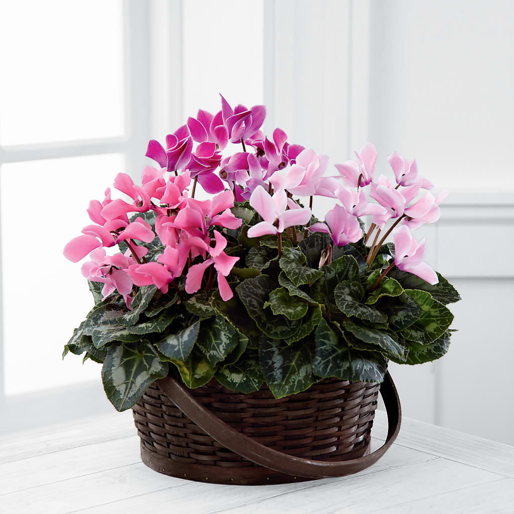 Mixed Cyclamen Planter – EDDY'S FLOWERS, Norwalk CA