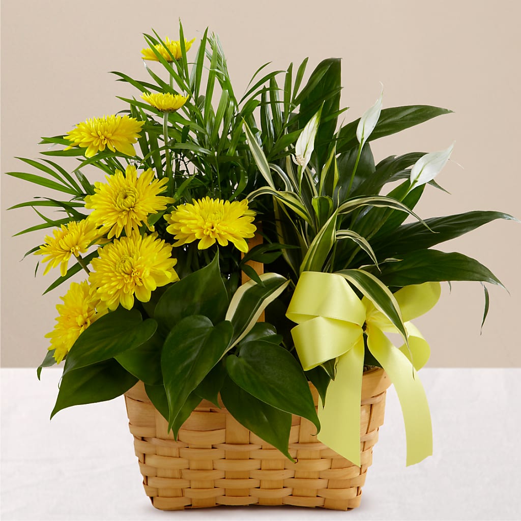 Loving Light Dishgarden – EDDY'S FLOWERS, Norwalk CA