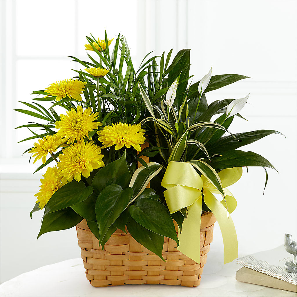 Loving Light Dishgarden – EDDY'S FLOWERS, Norwalk CA