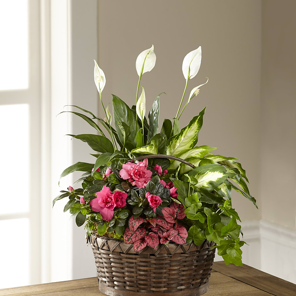 Dream in Pink Dishgarden – EDDY'S FLOWERS, Norwalk CA