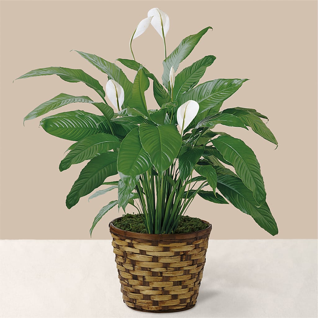 Tranquil Moments Peace Lily Plant – EDDY'S FLOWERS, Norwalk CA