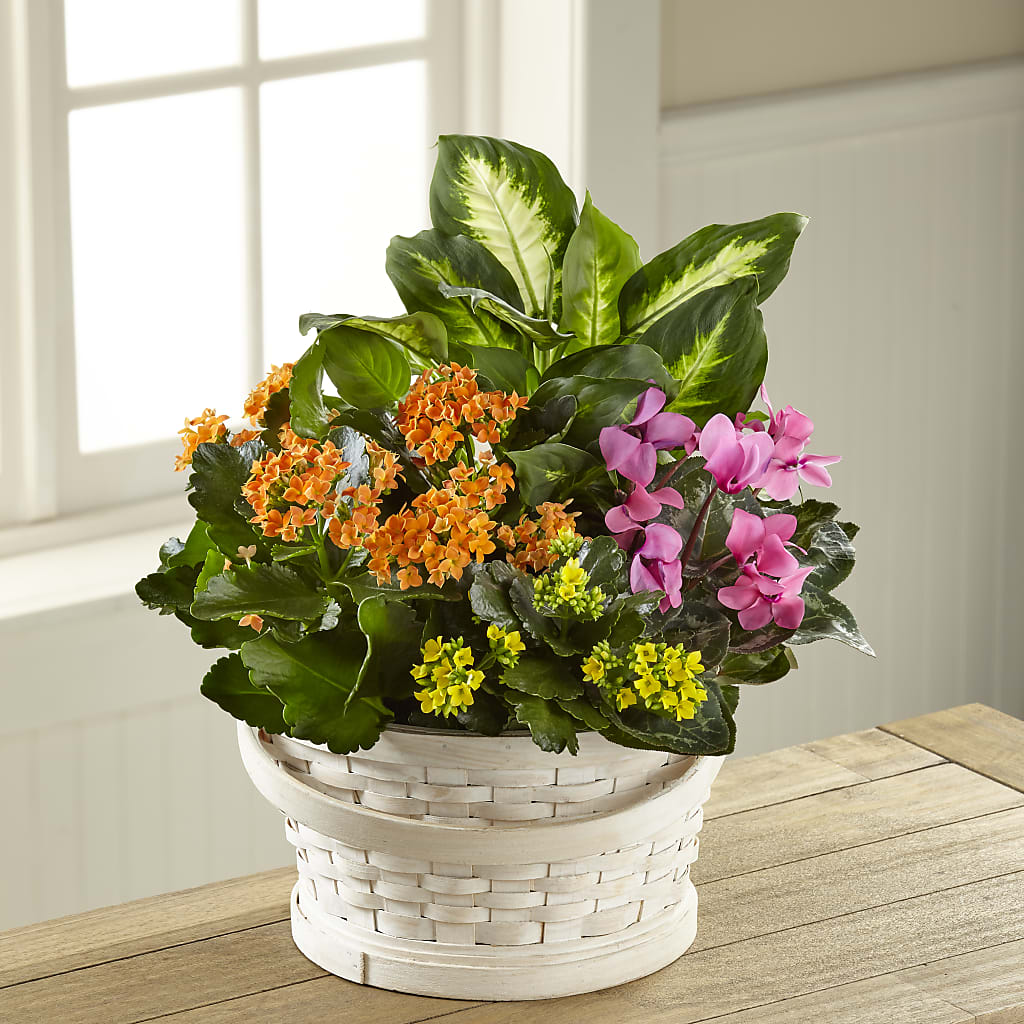 Color Crush Dishgarden – EDDY'S FLOWERS, Norwalk CA