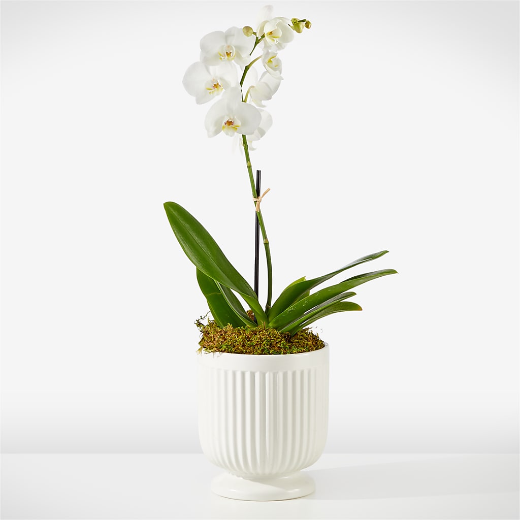 Whispering White Orchid – EDDY'S FLOWERS, Norwalk CA