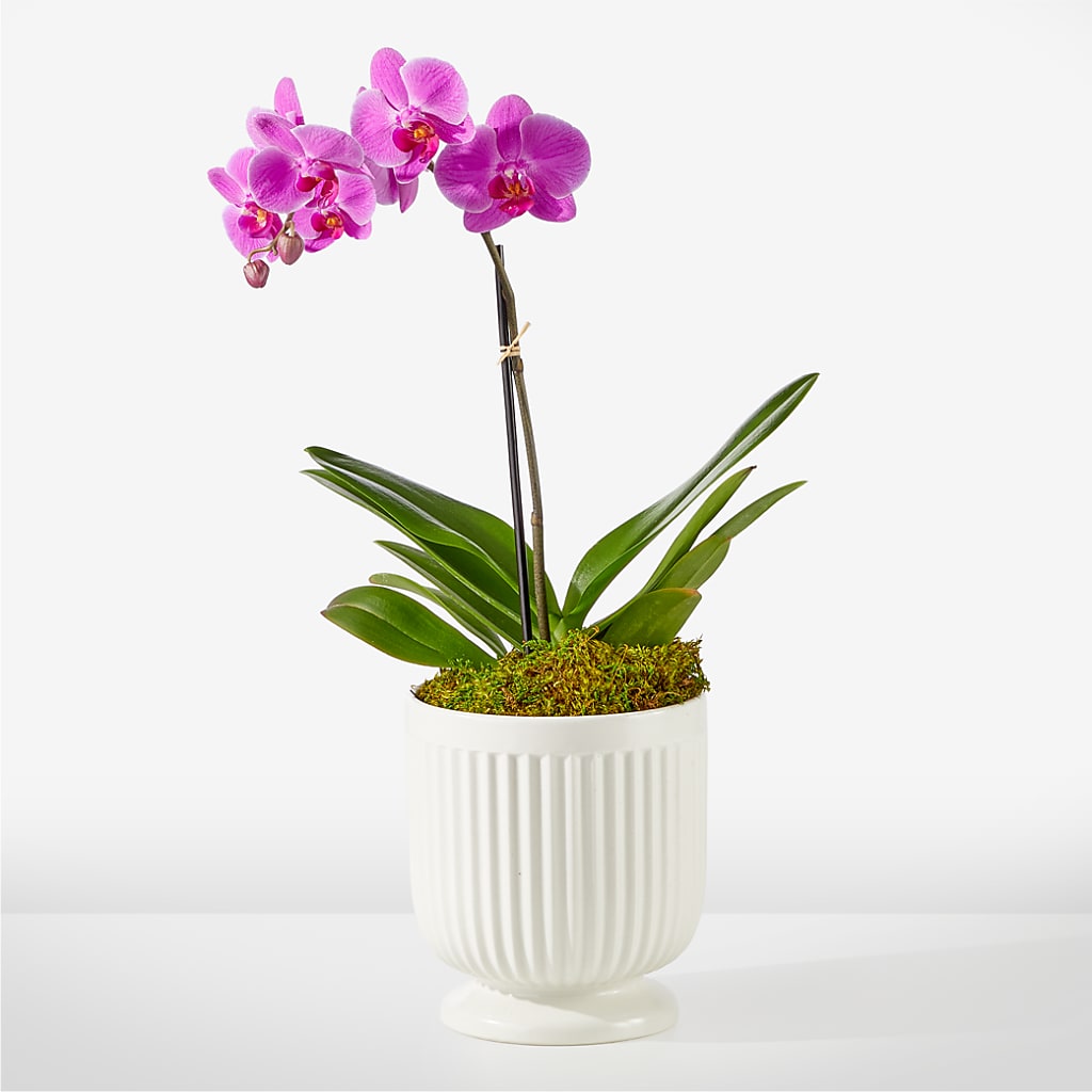 Friendly Fuchsia Orchid – EDDY'S FLOWERS, Norwalk CA