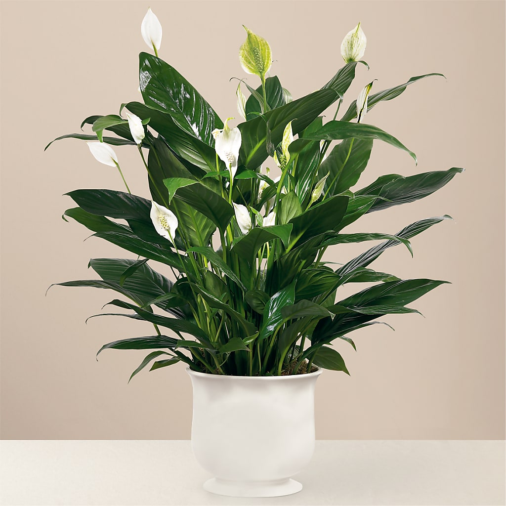 Comfort Planter – EDDY'S FLOWERS, Norwalk CA