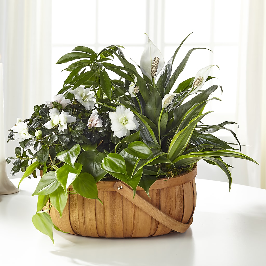 Serene Dishgarden – EDDY'S FLOWERS, Norwalk CA