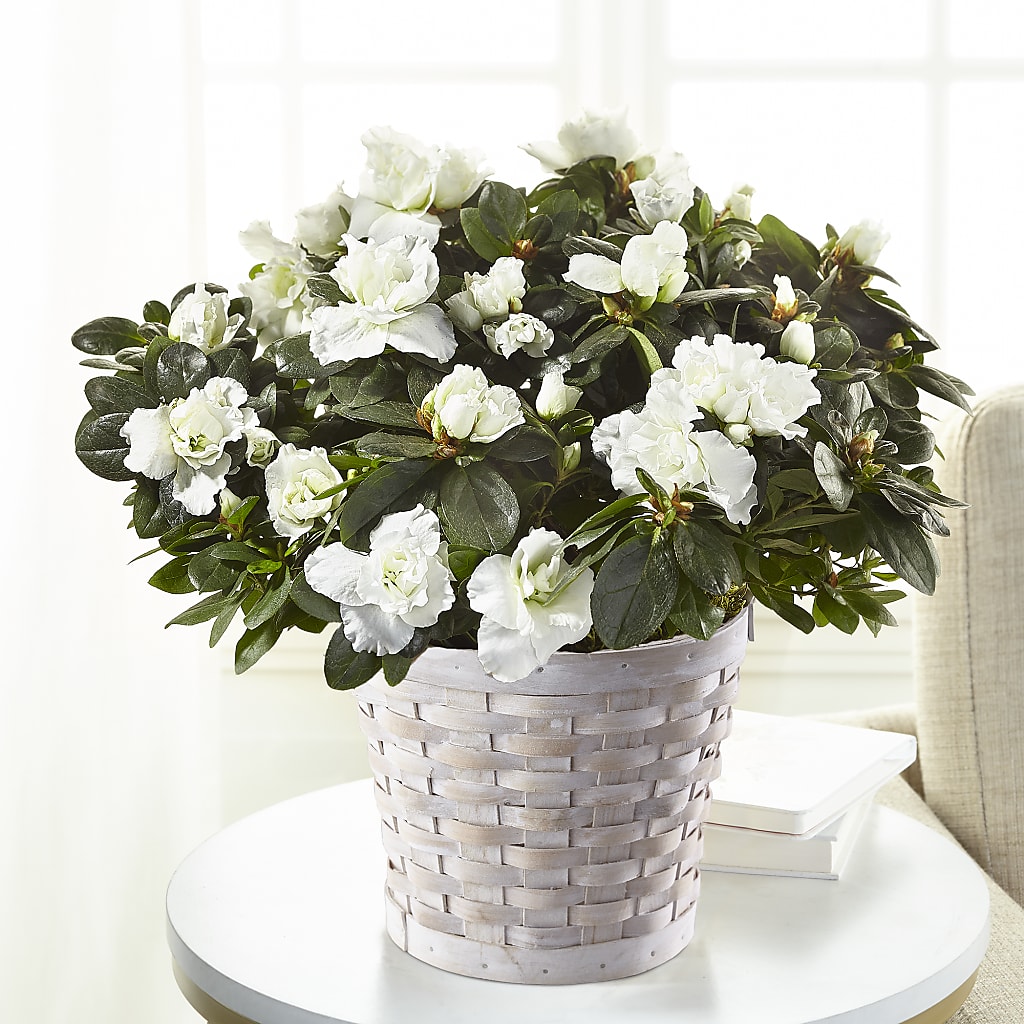 White Azalea Plant – EDDY'S FLOWERS, Norwalk CA