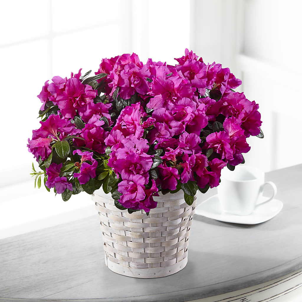 Hope & Serenity Azalea Plant – EDDY'S FLOWERS, Norwalk CA