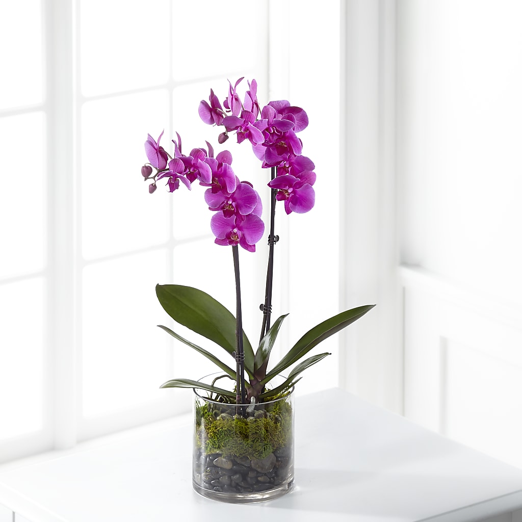 Pink Orchid Plant – EDDY'S FLOWERS, Norwalk CA