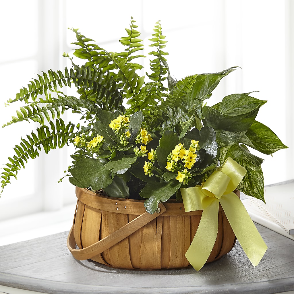 Always Dear Dishgarden – EDDY'S FLOWERS, Norwalk CA