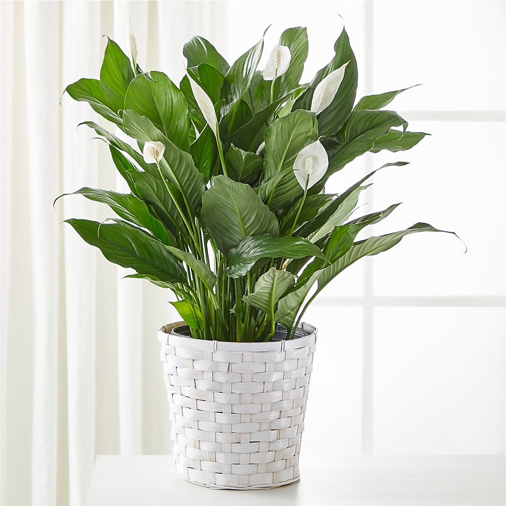 A New Leaf Peace Lily – EDDY'S FLOWERS, Norwalk CA