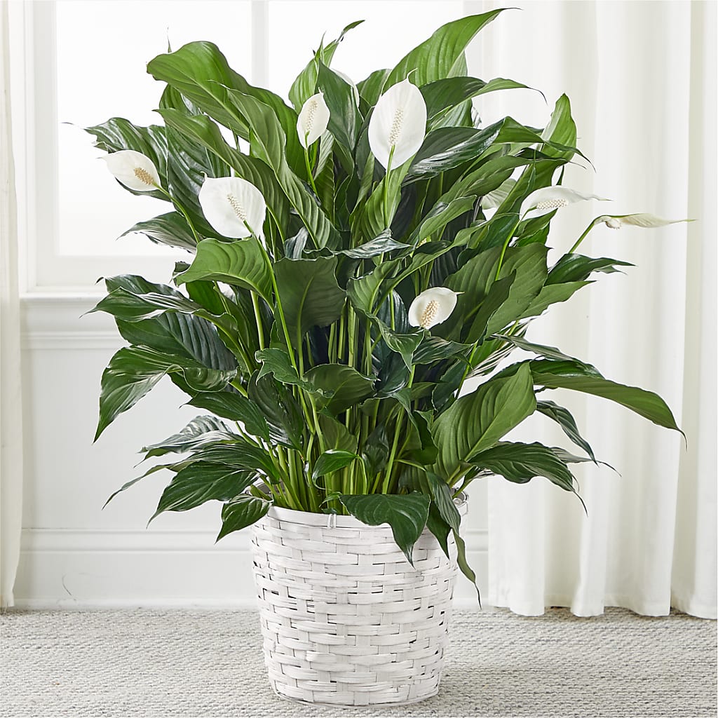 A New Leaf Peace Lily – EDDY'S FLOWERS, Norwalk CA