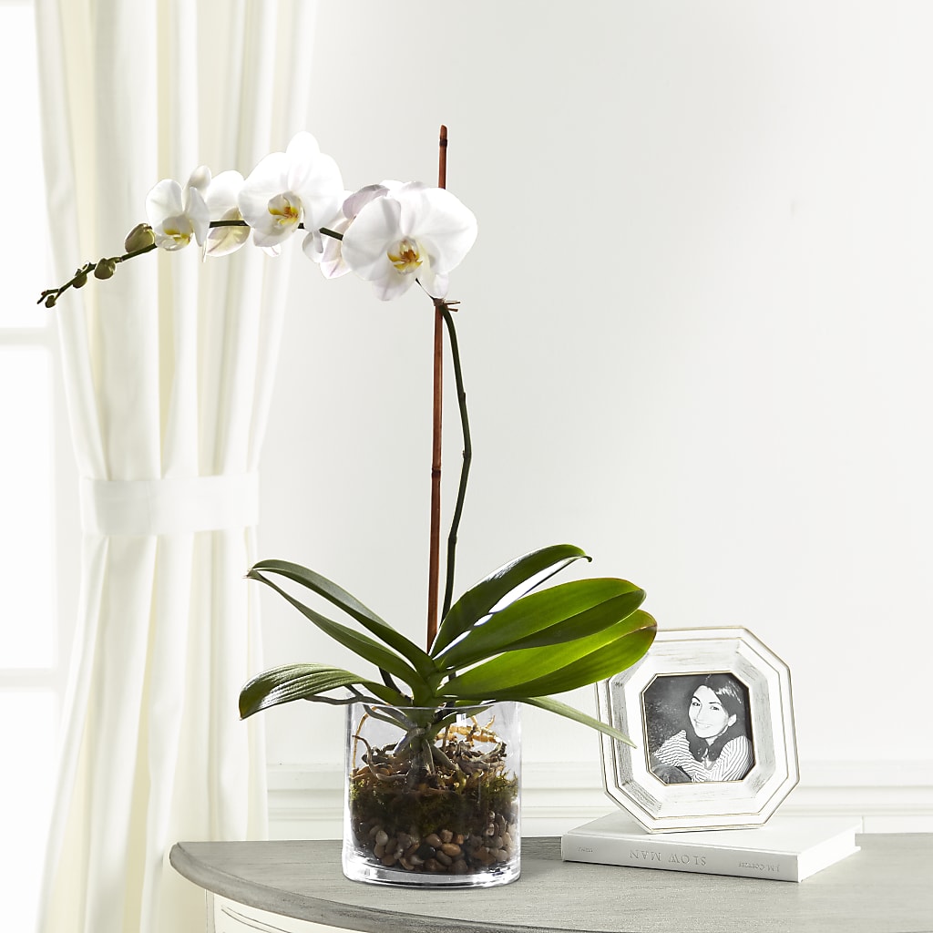 White Orchid Planter – EDDY'S FLOWERS, Norwalk CA