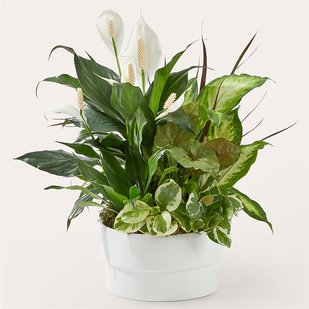Radiating Positivity Dishgarden – EDDY'S FLOWERS, Norwalk CA