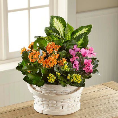 Color Crush Dishgarden – EDDY'S FLOWERS, Norwalk CA