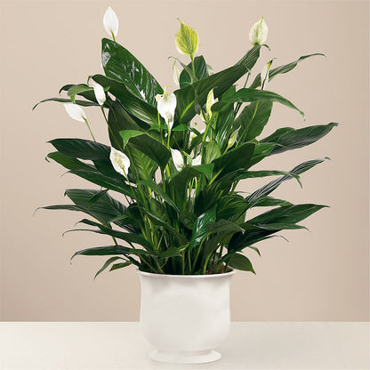 Comfort Planter – EDDY'S FLOWERS, Norwalk CA