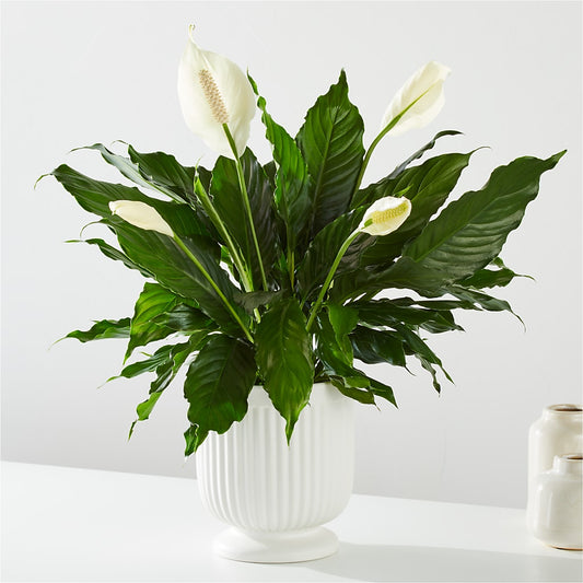 Comfort Planter – EDDY'S FLOWERS, Norwalk CA