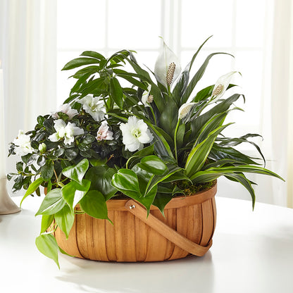 Serene Dishgarden – EDDY'S FLOWERS, Norwalk CA