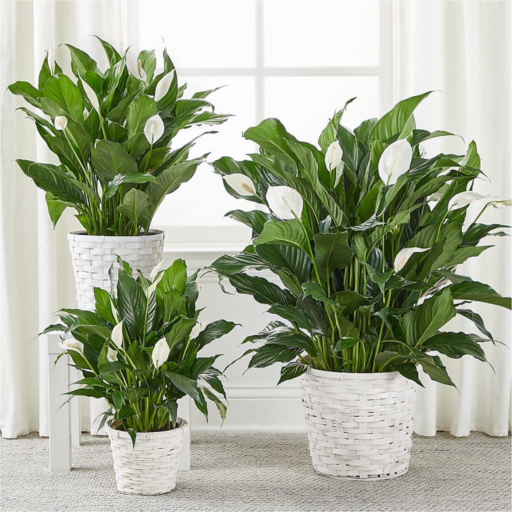 A New Leaf Peace Lily – EDDY'S FLOWERS, Norwalk CA