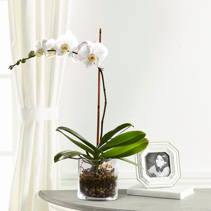 White Orchid Planter – EDDY'S FLOWERS, Norwalk CA